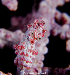 Pigmy seahorse by Marco Maccarelli 